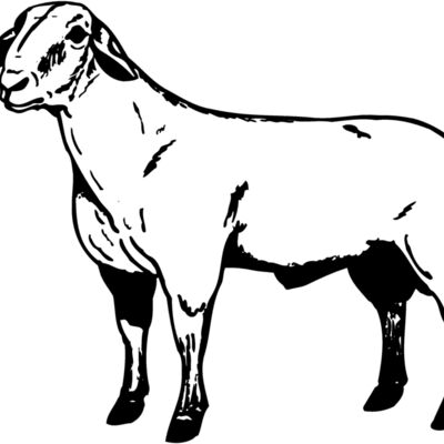 SHEEP008 Thumbnail