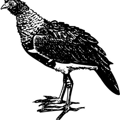 BIRD092 Thumbnail
